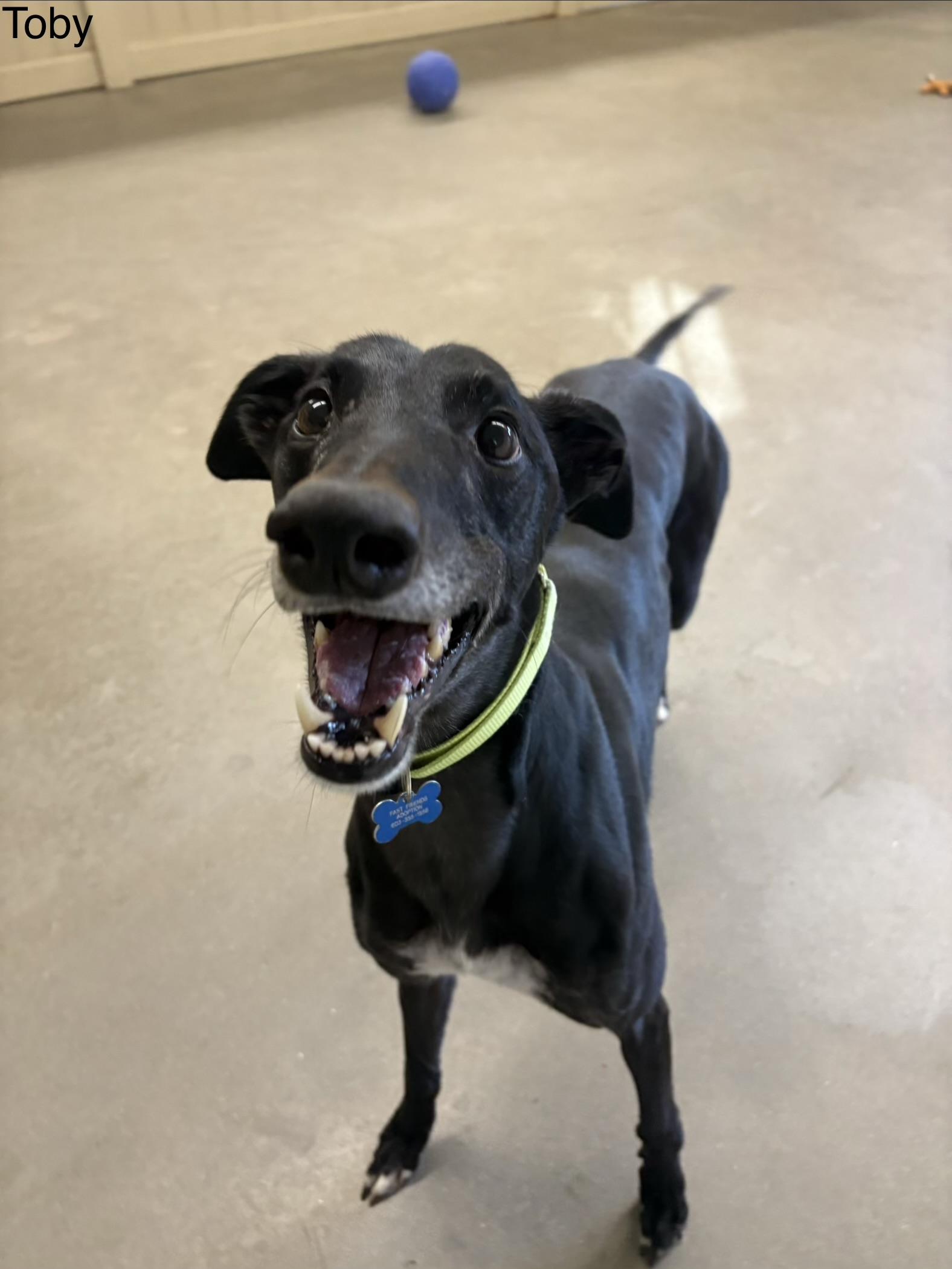 Enlarge Toby, a ADOPTABLE Greyhound in Swanzey, NH image 3/5