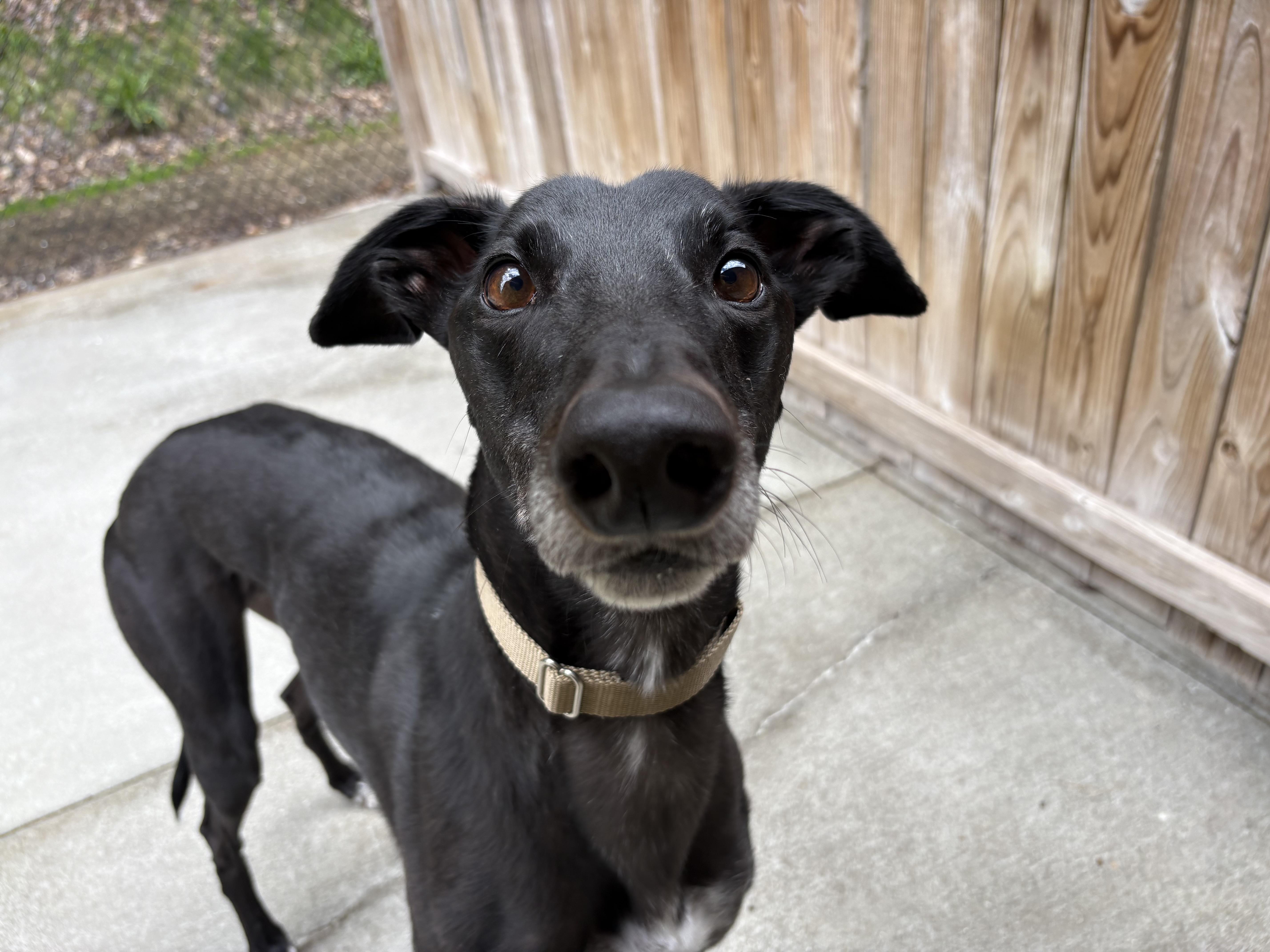 Enlarge Toby, a ADOPTABLE Greyhound in Swanzey, NH image 1/5