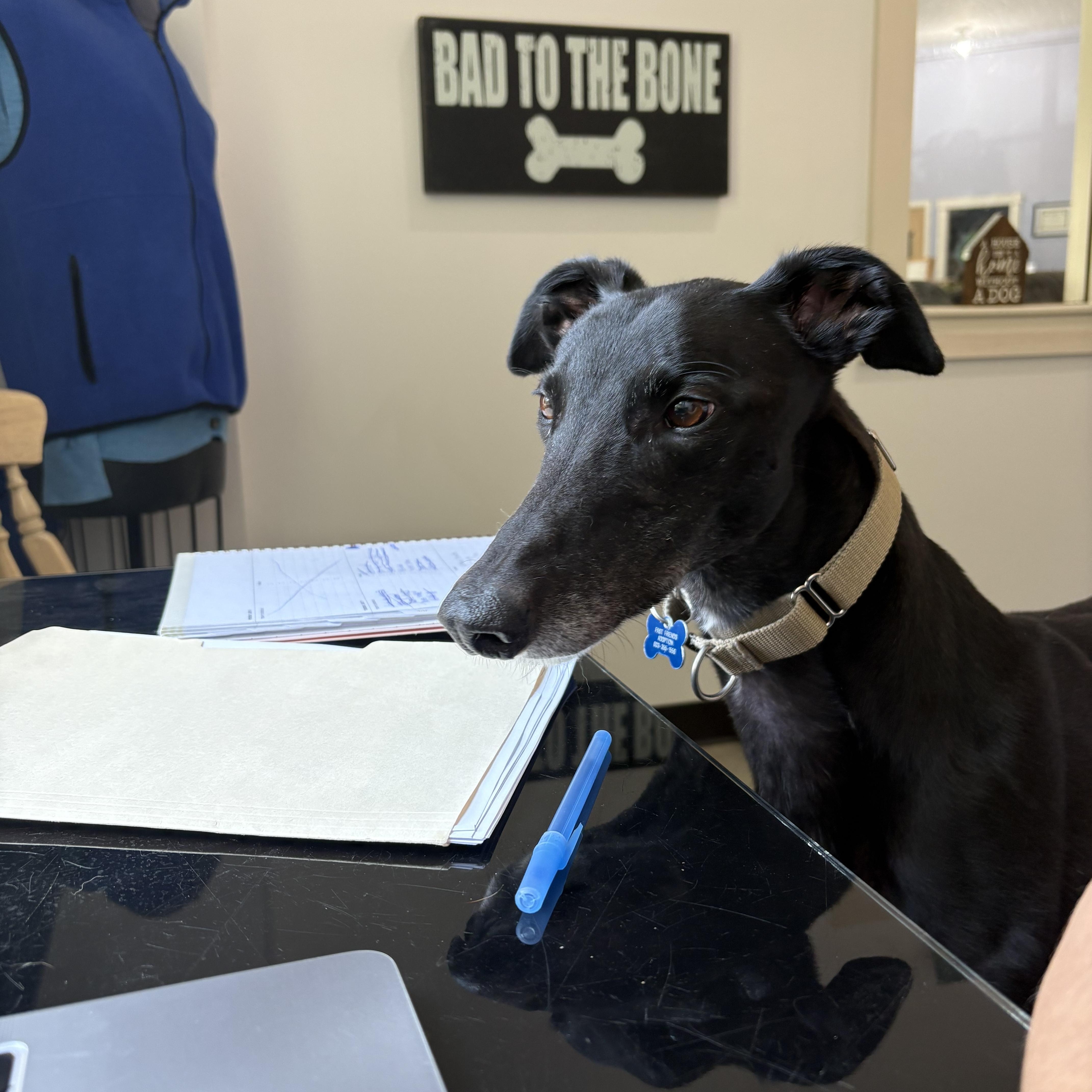 Enlarge Toby, a ADOPTABLE Greyhound in Swanzey, NH image 2/6