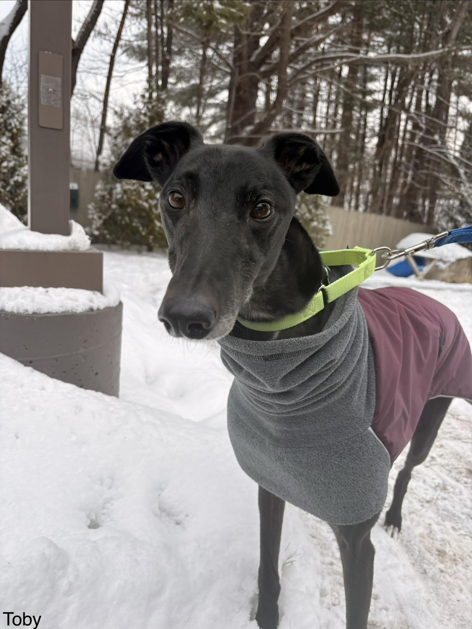 Enlarge Toby, a ADOPTABLE Greyhound in Swanzey, NH image 5/5