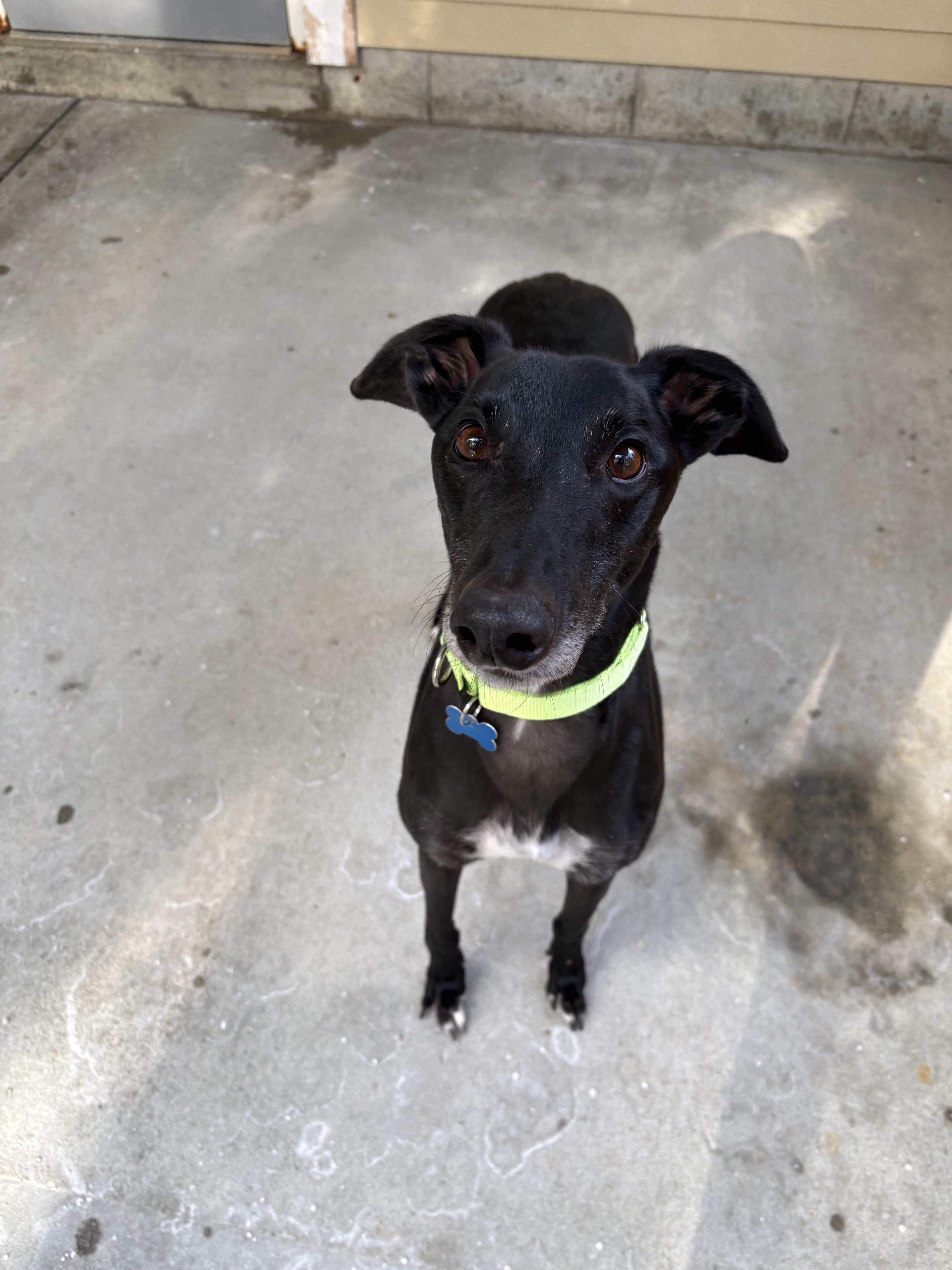 Enlarge Toby, a ADOPTABLE Greyhound in Swanzey, NH image 2/3