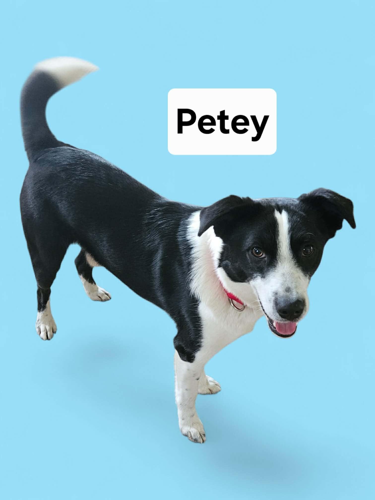 Enlarge Petey, a ADOPTABLE Border Collie in Seymour, IN image 4/6
