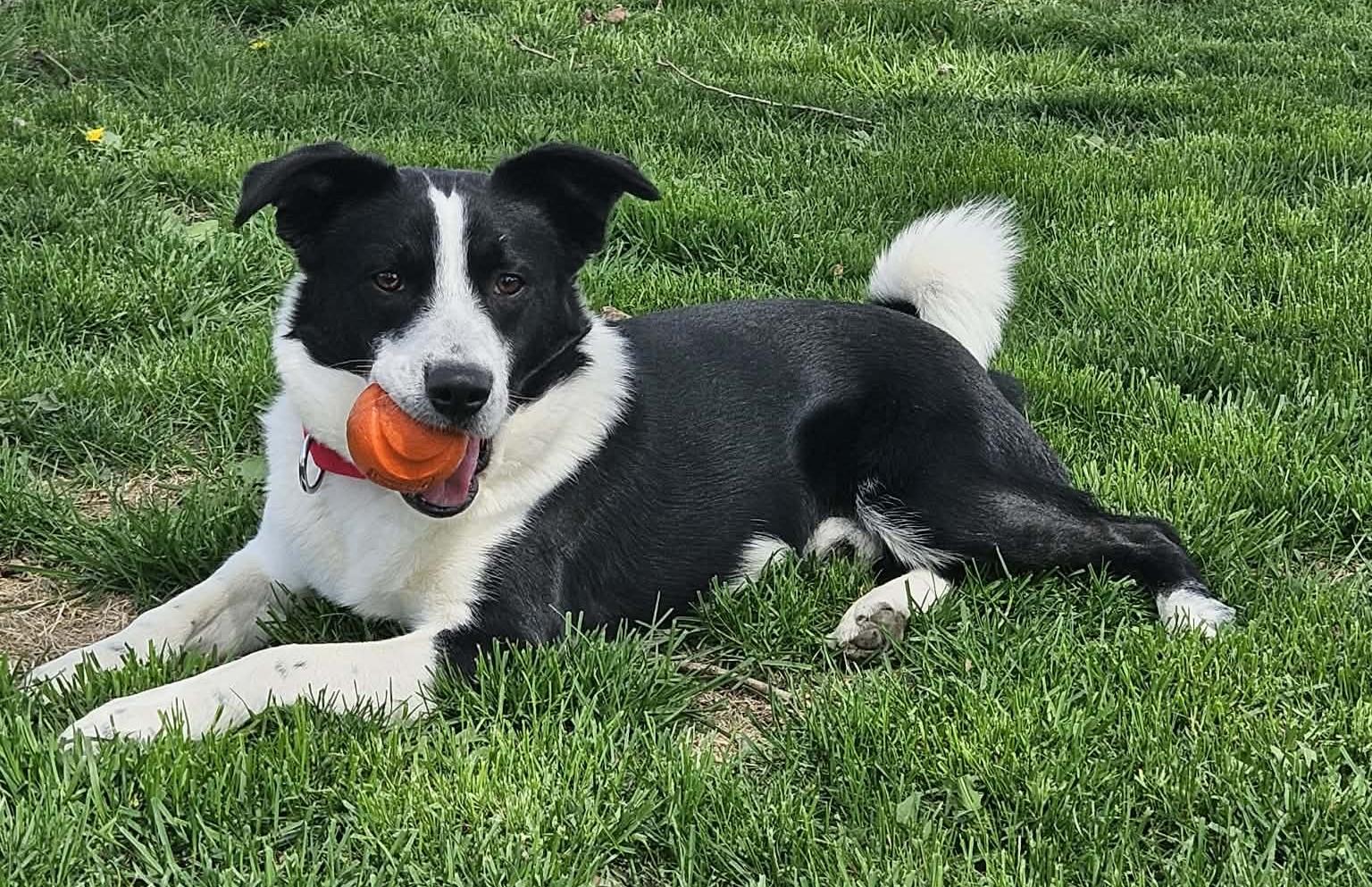 Enlarge Petey, a ADOPTABLE Border Collie in Seymour, IN image 2/6