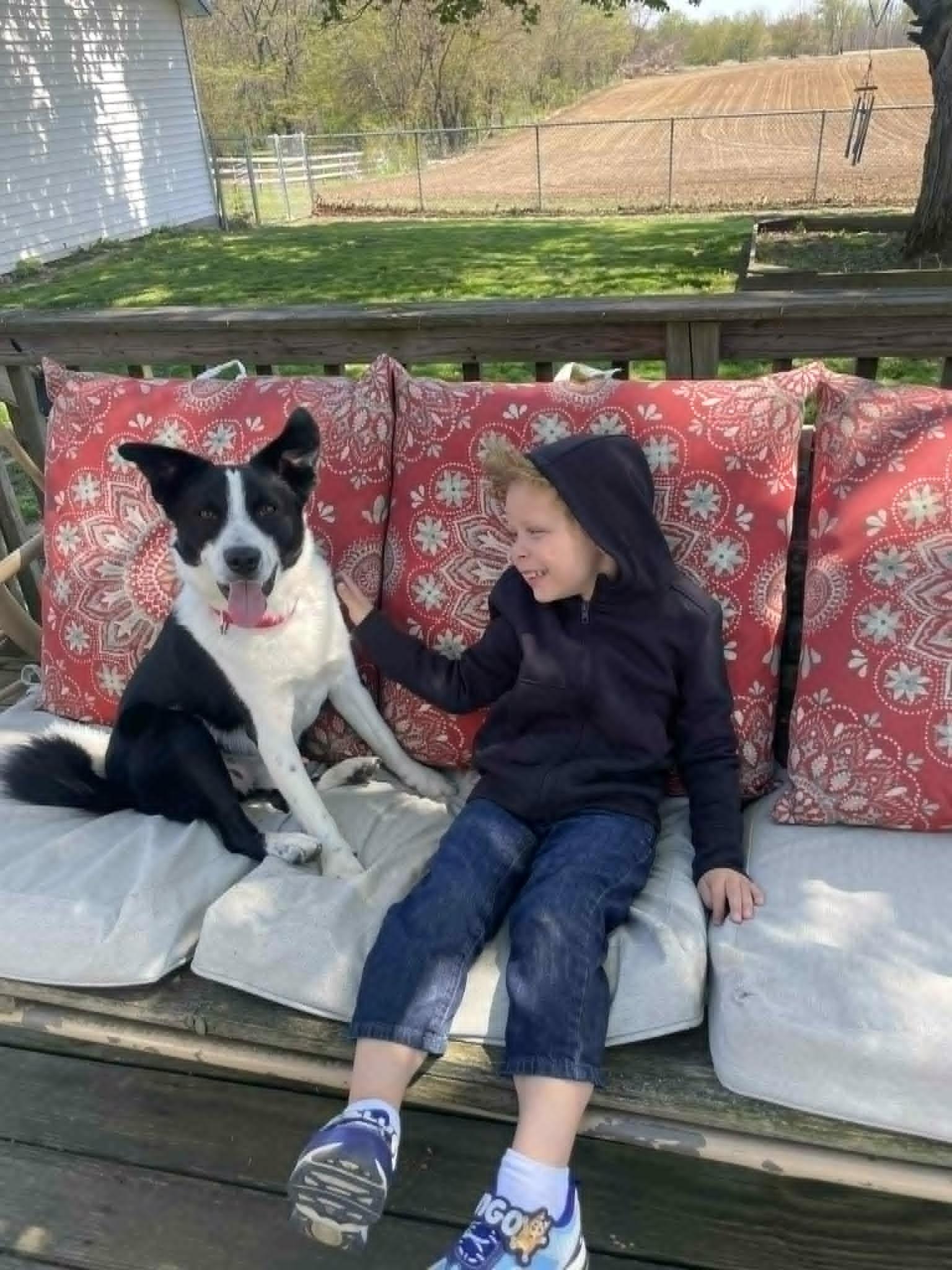 Enlarge Petey, a ADOPTABLE Border Collie in Seymour, IN image 3/6