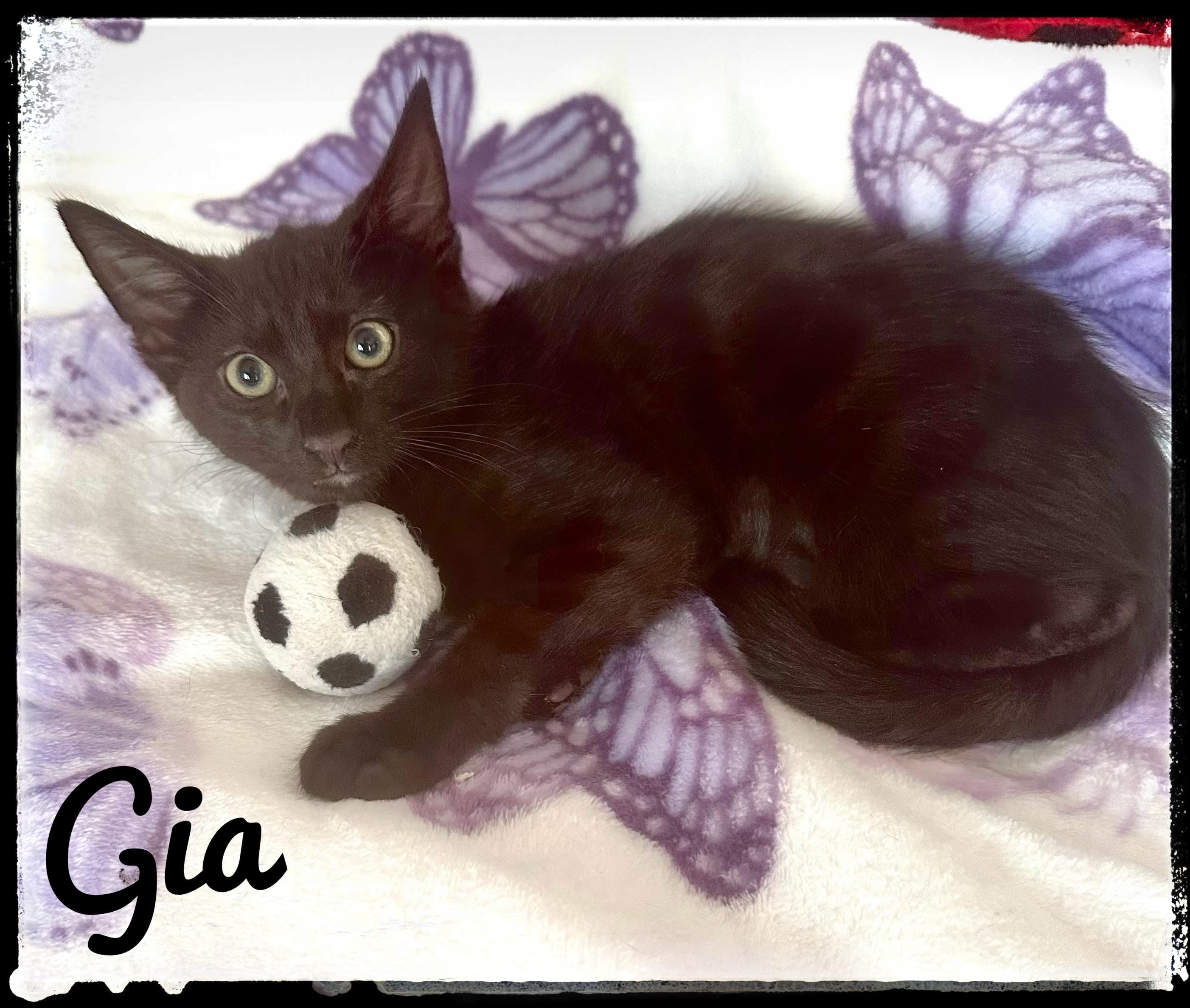 Gia, Adoptable, Kitten Female Domestic Short Hair.