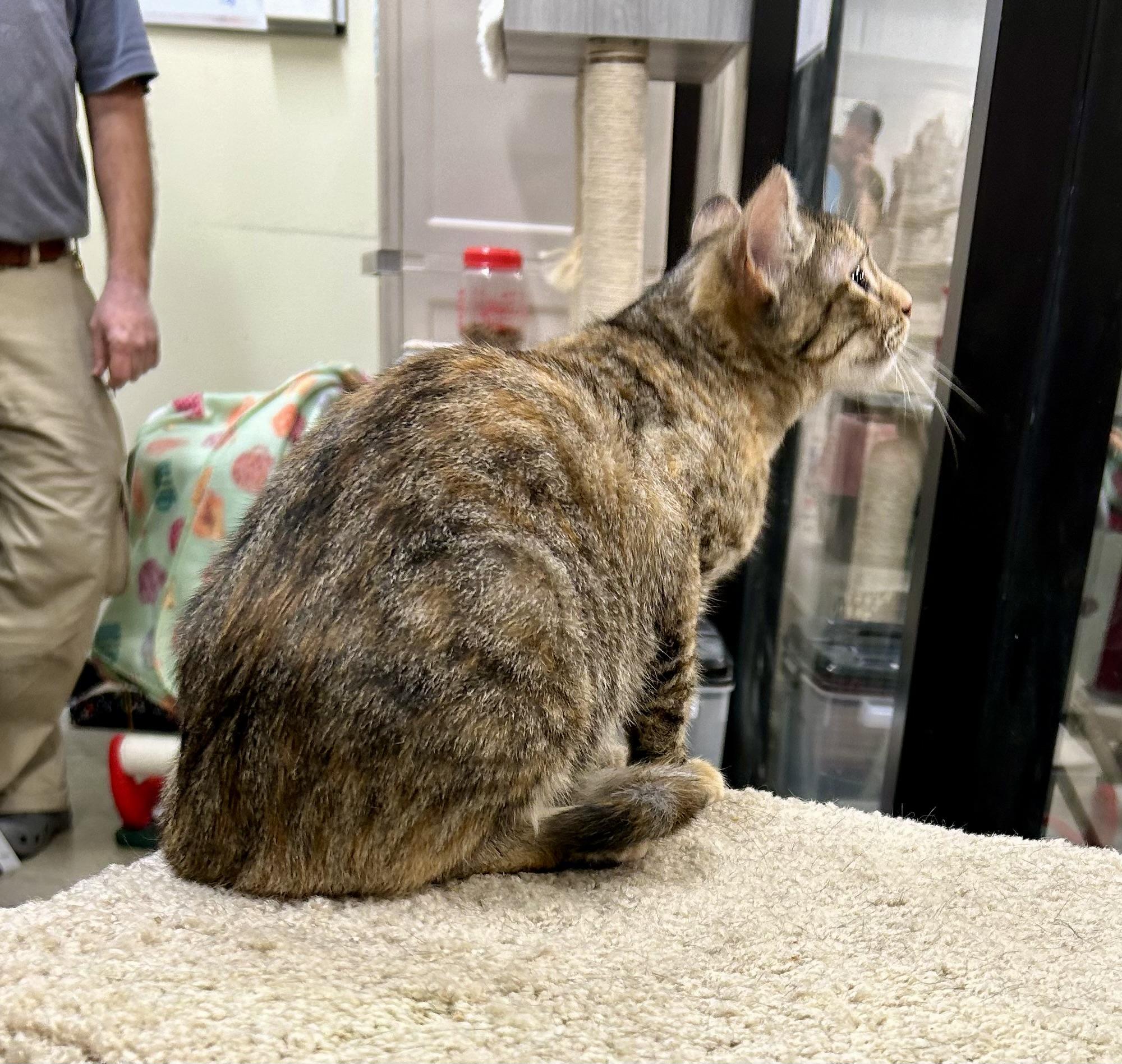 Lady Whistledown, a Adoptable Torbie in Tustin, CA image 2/4