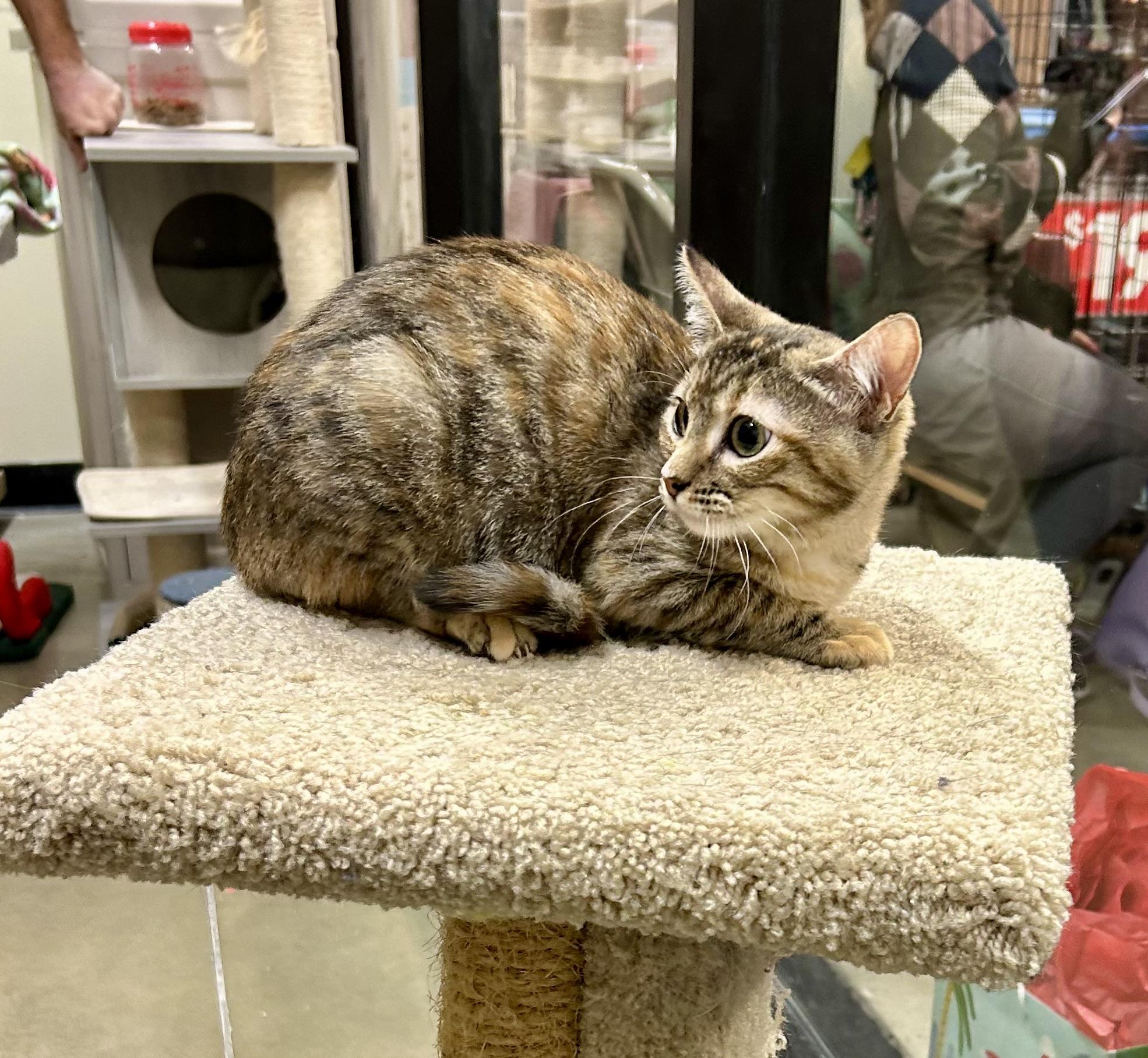 Lady Whistledown, a Adoptable Torbie in Tustin, CA image 3/4