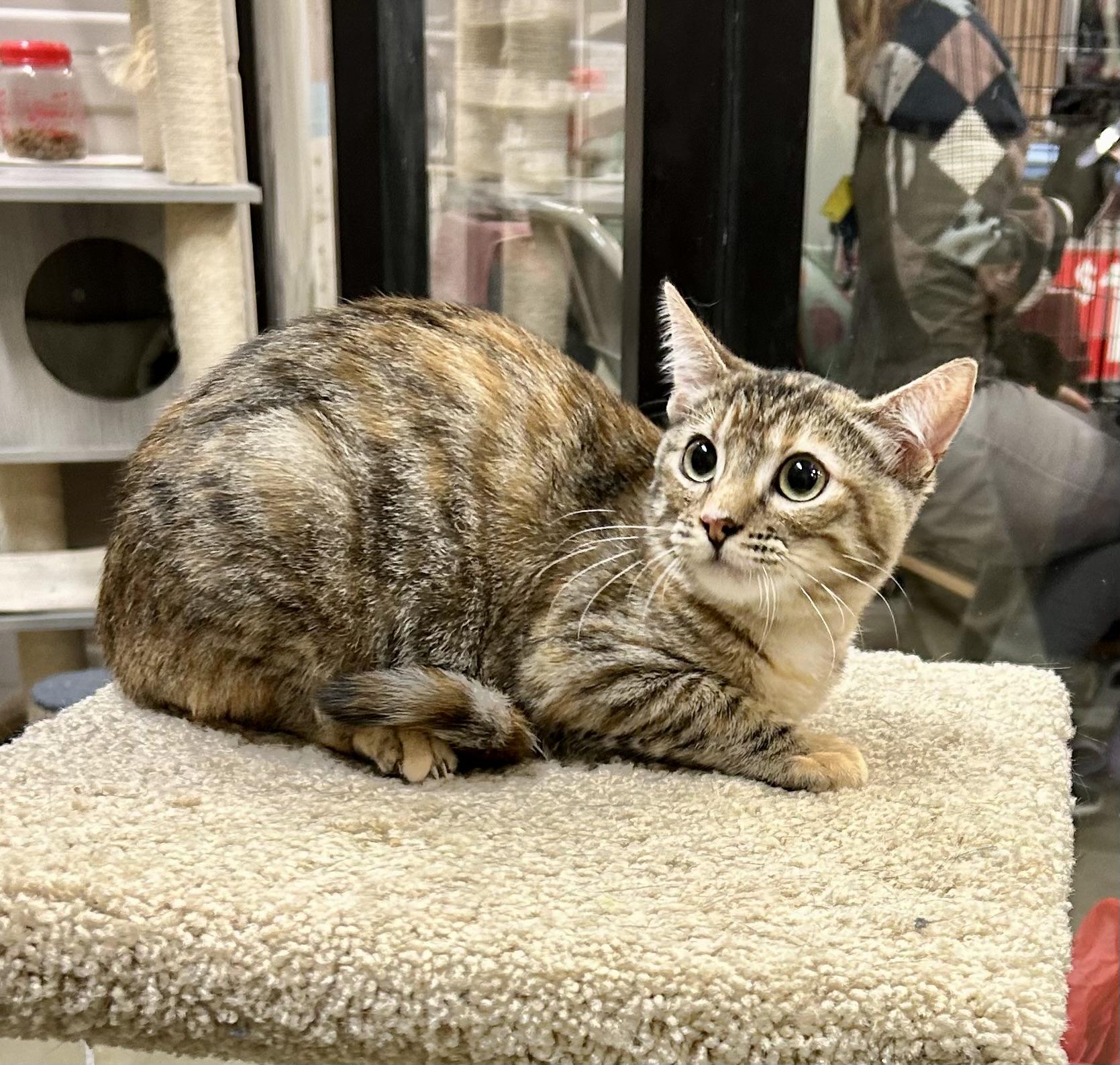 Lady Whistledown, a Adoptable Torbie in Tustin, CA image 1/4