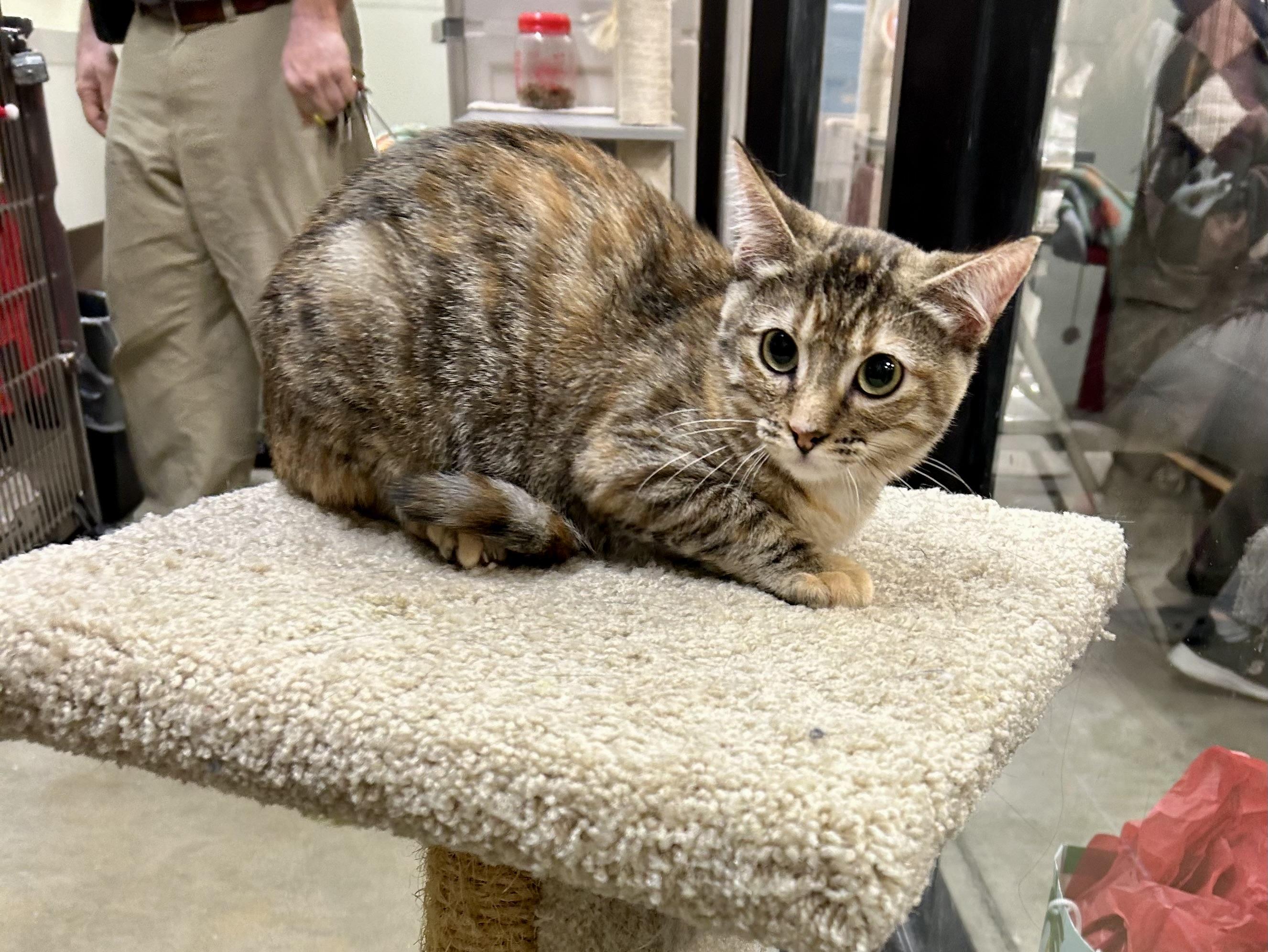 Lady Whistledown, a Adoptable Torbie in Tustin, CA image 4/4