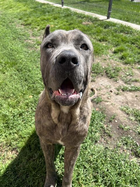 Enlarge RUGA, a Adoptable Cane Corso in Lodi, CA image 1/1