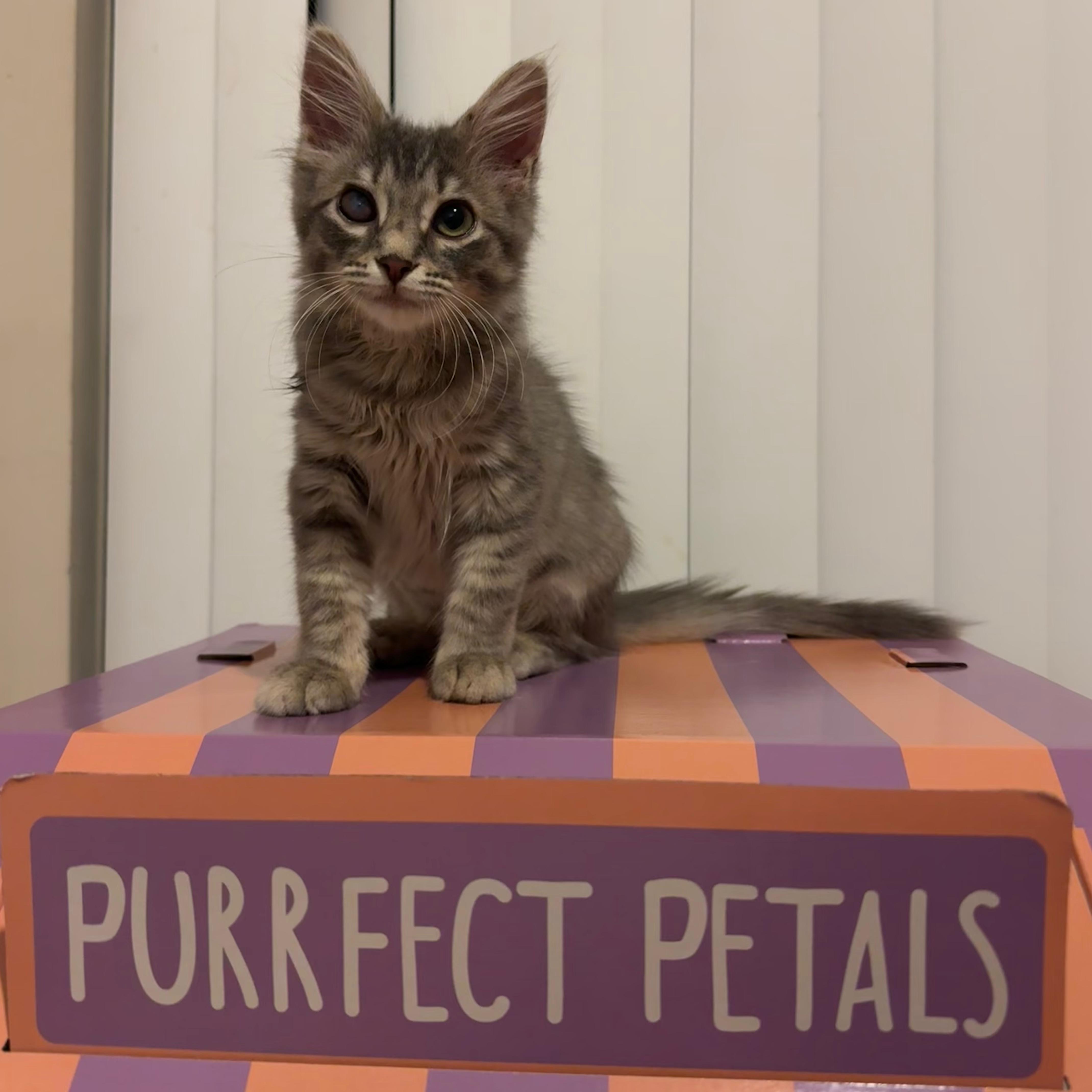 Enlarge Lala, a ADOPTABLE mixed breed in Sunrise, FL image 2/4