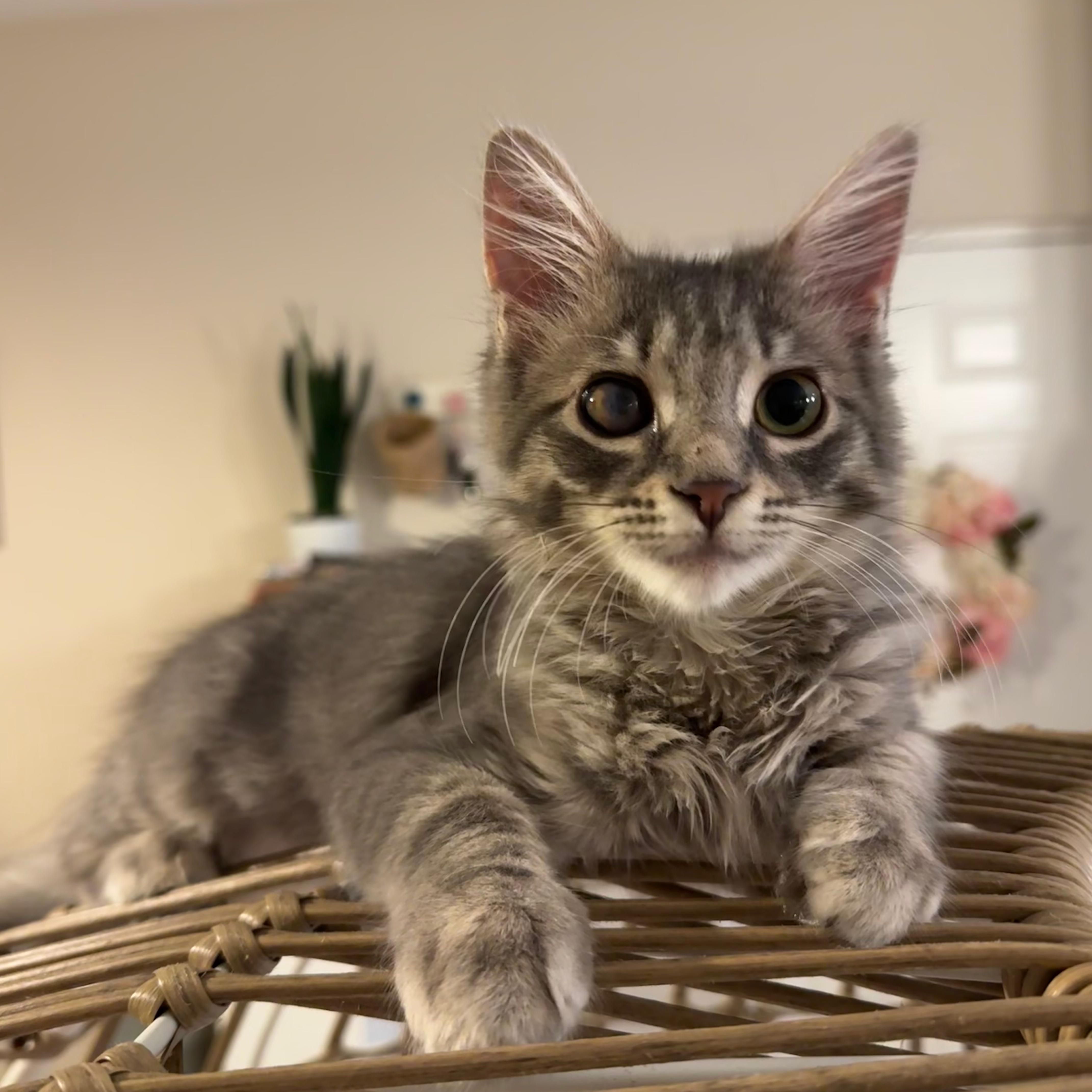 Enlarge Lala, a ADOPTABLE mixed breed in Sunrise, FL image 4/4