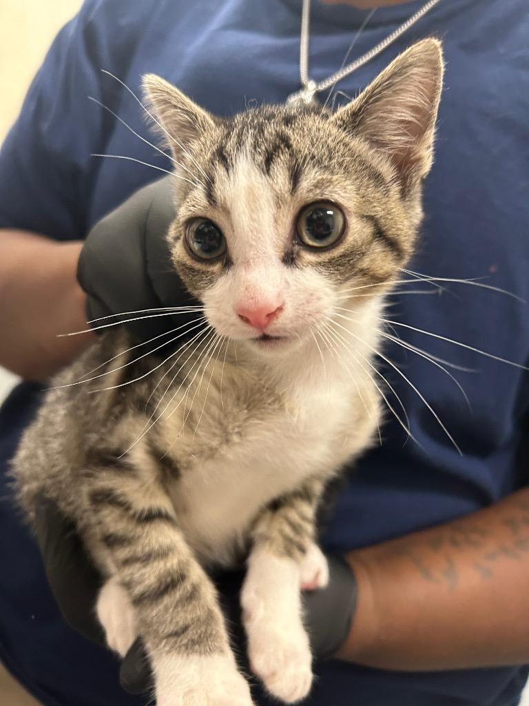 2026-09-034, Adoptable, Kitten Female Domestic Short Hair.