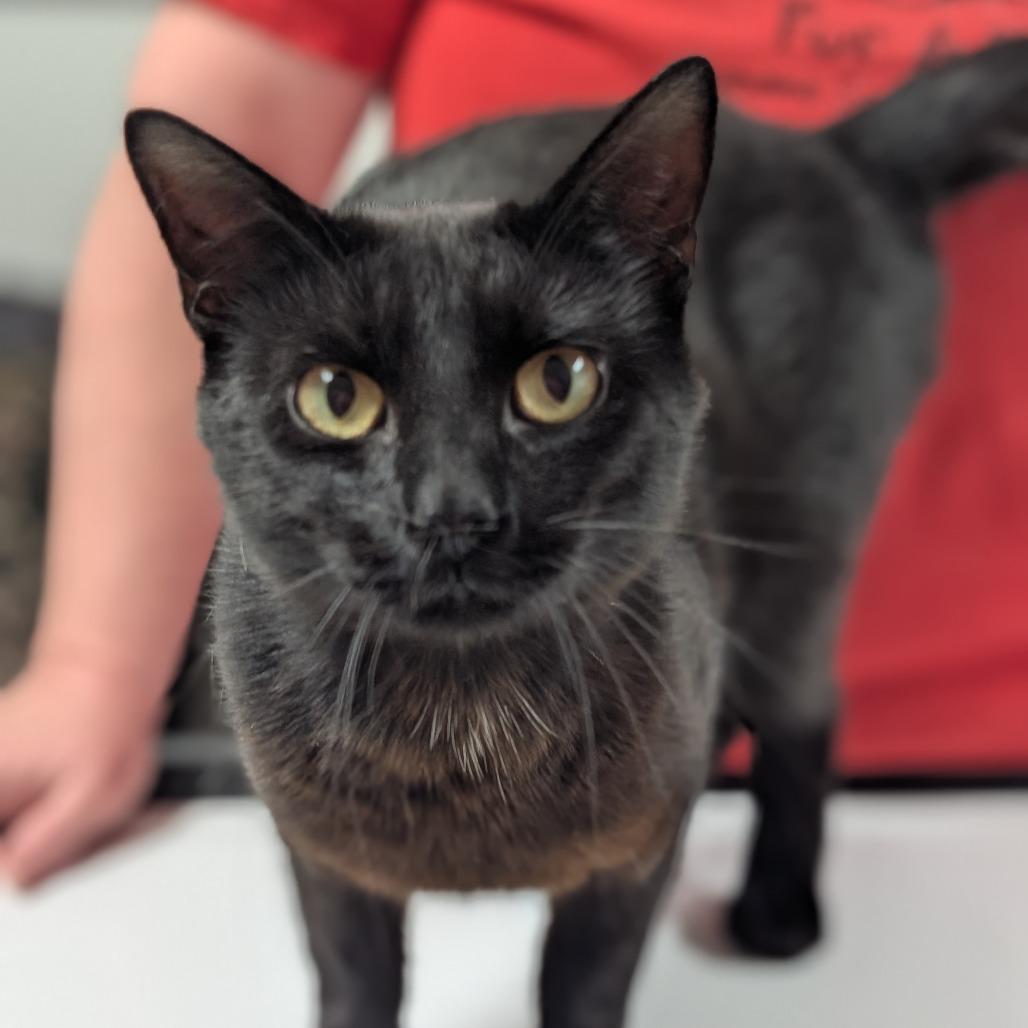 Rocco, a Adoptable Domestic Short Hair in Canton, IL image 1/5