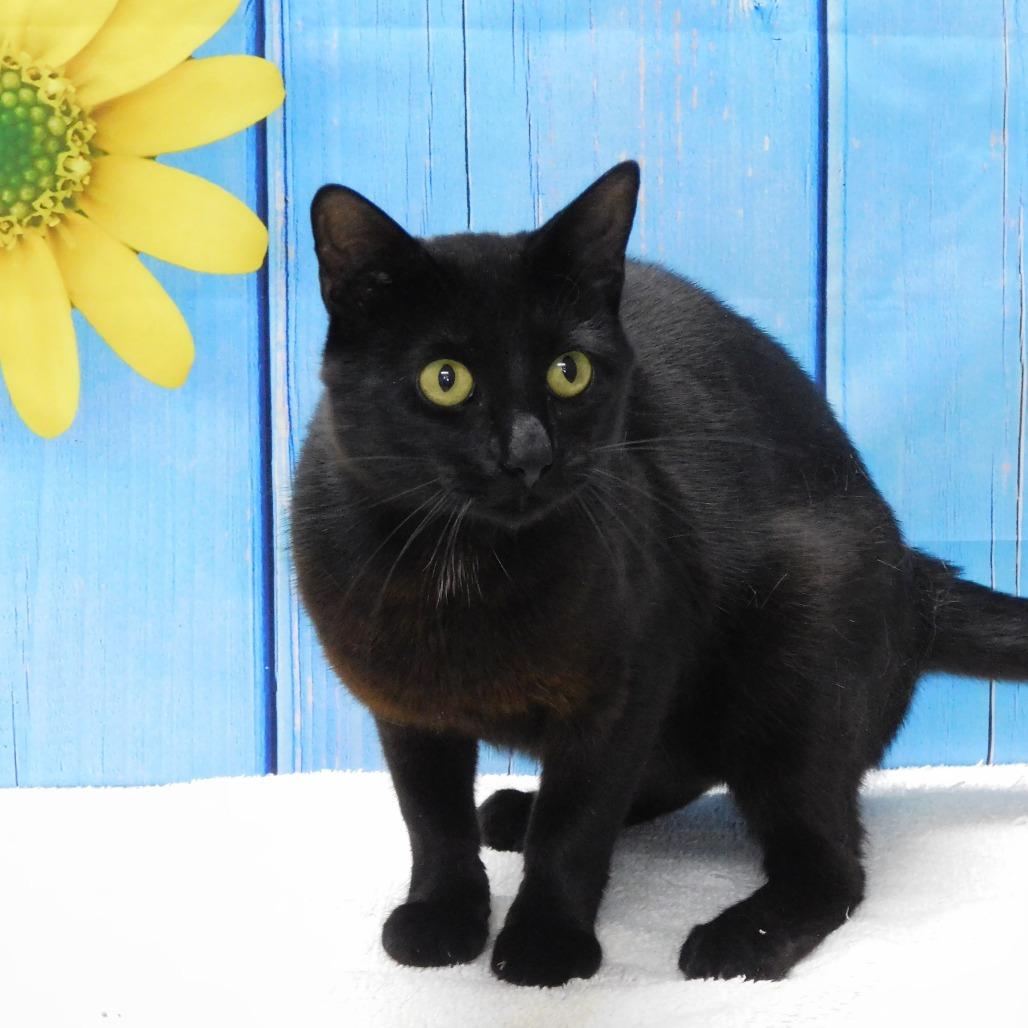 Rocco, a Adoptable Domestic Short Hair in Canton, IL image 2/5