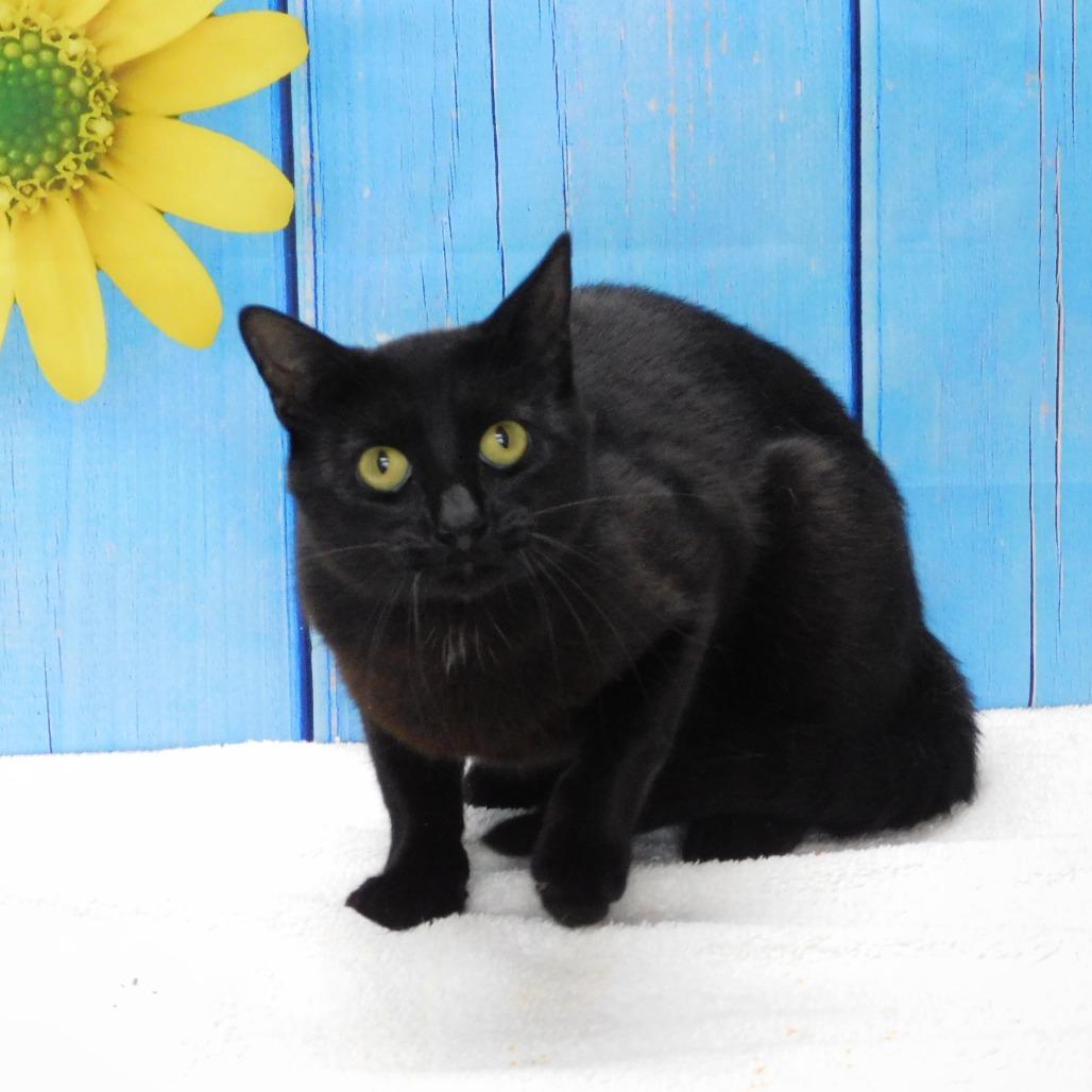 Rocco, a Adoptable Domestic Short Hair in Canton, IL image 3/5