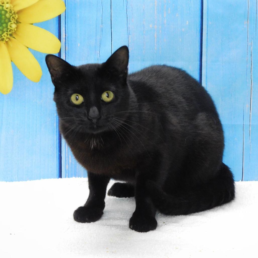 Rocco, a Adoptable Domestic Short Hair in Canton, IL image 4/5