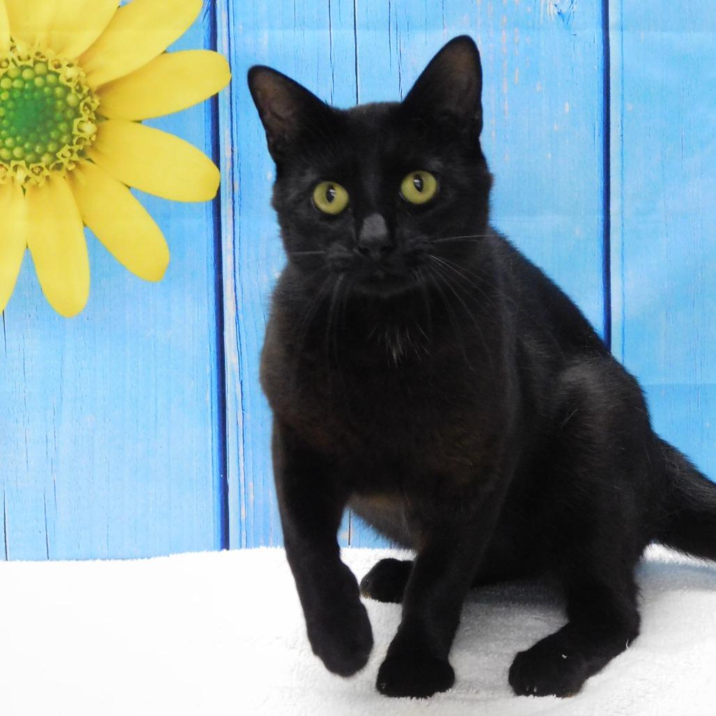Rocco, a Adoptable Domestic Short Hair in Canton, IL image 5/5