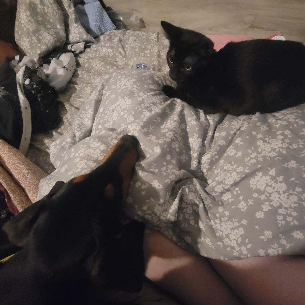 Venus — thumbnail 5