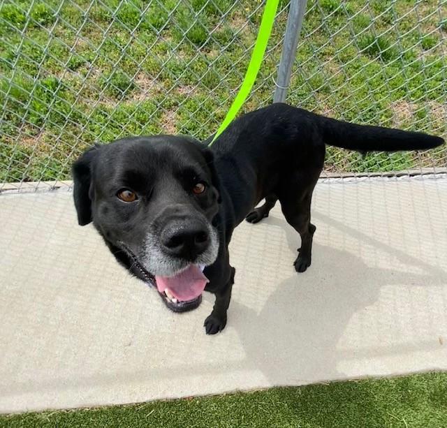 Enlarge Spector, a ADOPTABLE mixed breed in Fayetteville, AR image 5/6