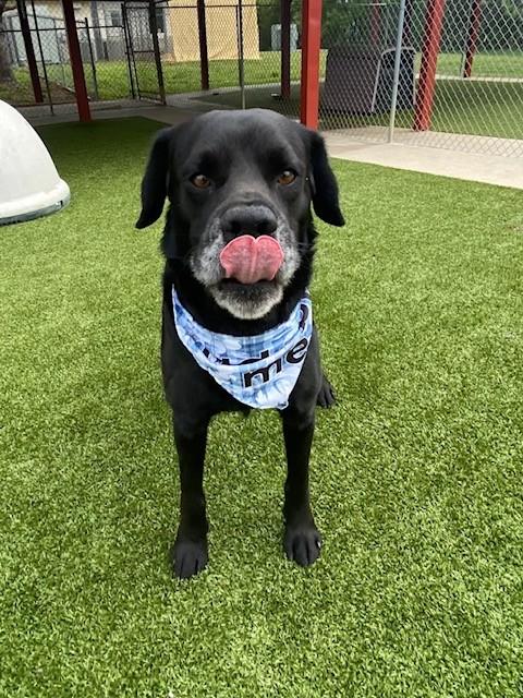 Enlarge Spector, a ADOPTABLE mixed breed in Fayetteville, AR image 6/6