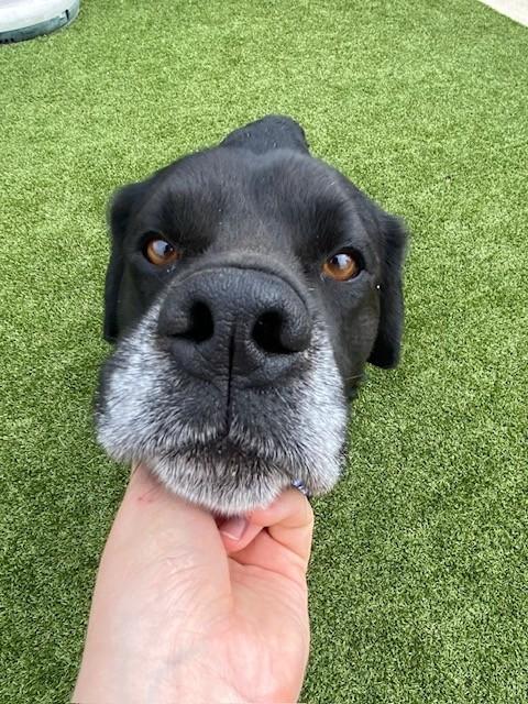 Enlarge Spector, a ADOPTABLE mixed breed in Fayetteville, AR image 3/6