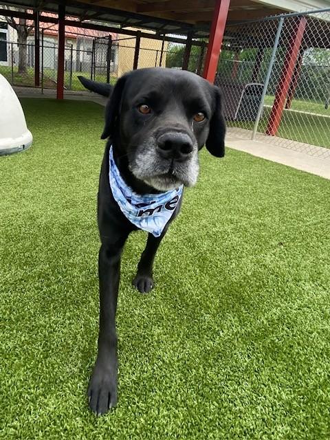 Enlarge Spector, a ADOPTABLE mixed breed in Fayetteville, AR image 4/6