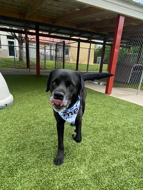 Enlarge Spector, a ADOPTABLE mixed breed in Fayetteville, AR image 2/6