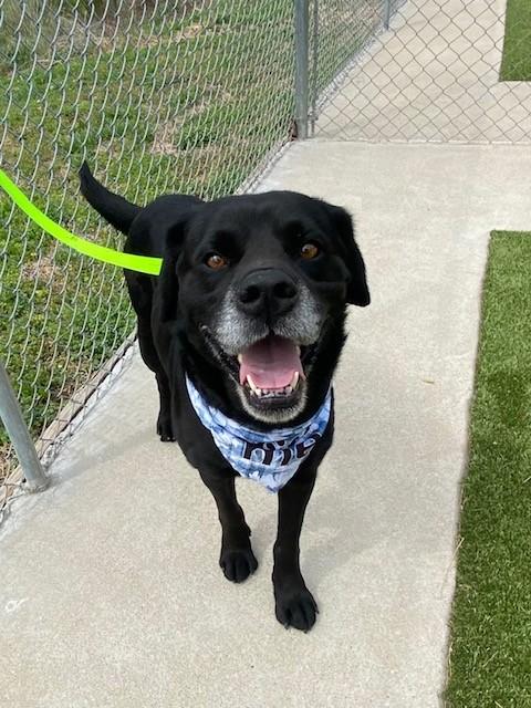 Spector, ADOPTABLE, Adult Male Black Labrador Retriever.
