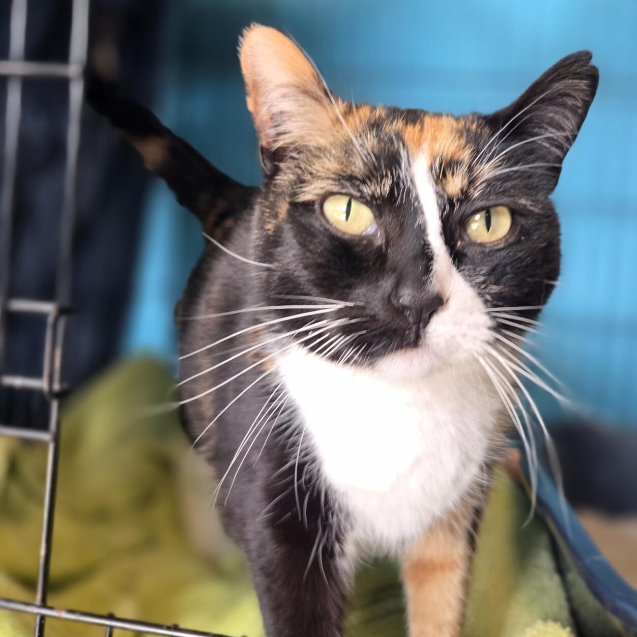 Mama Mia — thumbnail 2