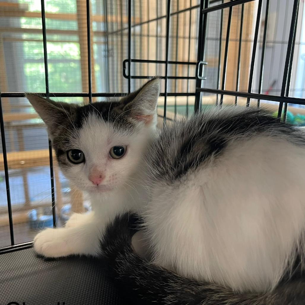 Enlarge Charlie, a Adoptable Domestic Short Hair in Wappingers Falls, NY image 1/2
