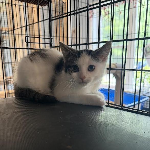 Enlarge Charlie, a Adoptable Domestic Short Hair in Wappingers Falls, NY image 2/2