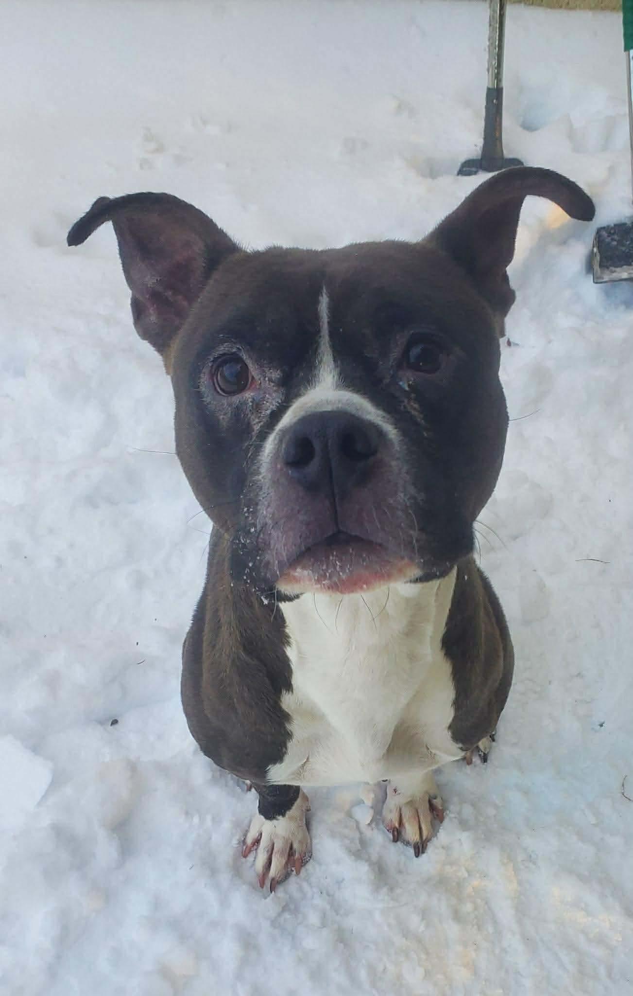 Enlarge Boomer, a Adoptable mixed breed in Westwood, NJ image 5/6