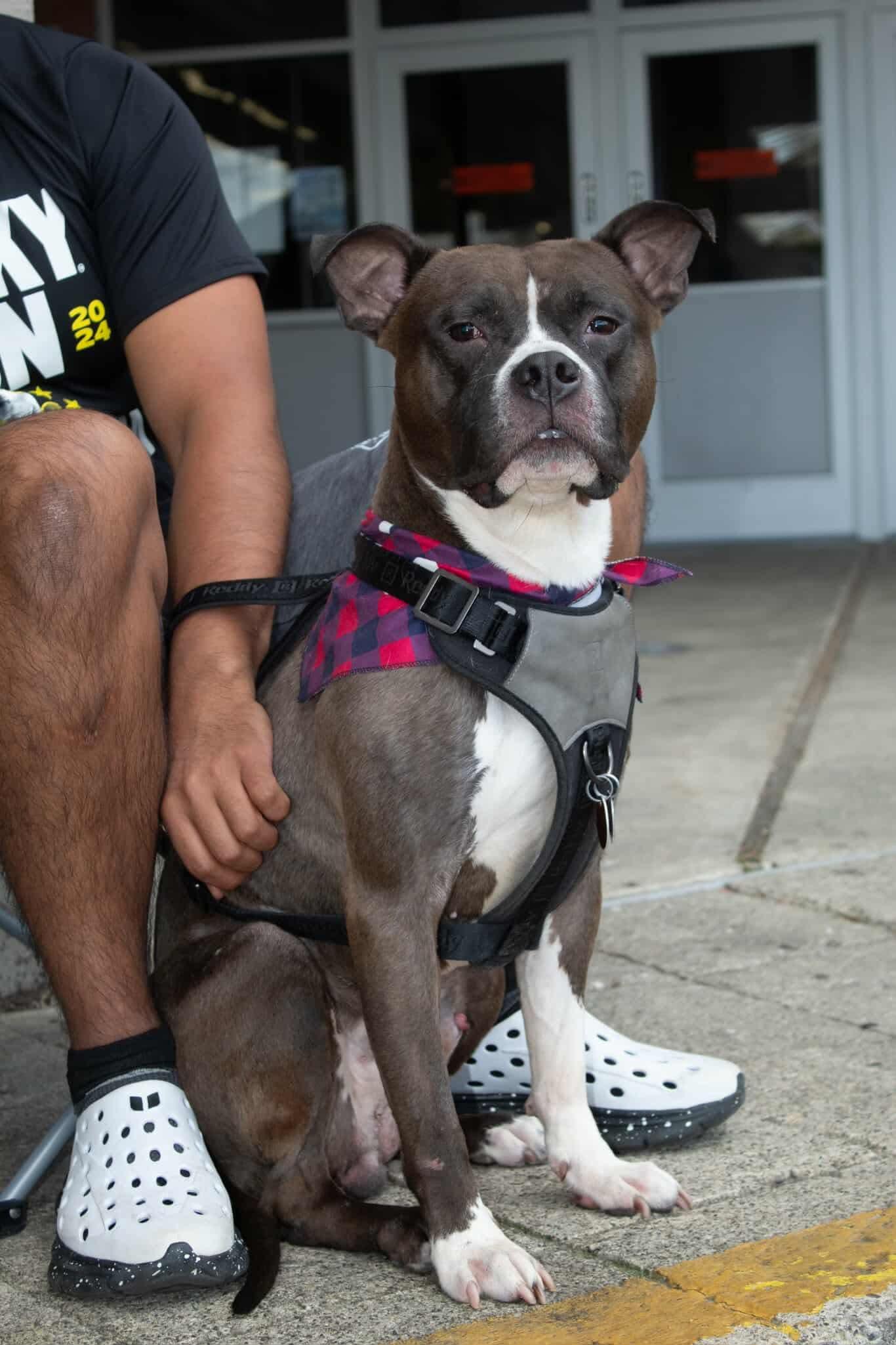 Enlarge Boomer, a Adoptable mixed breed in Westwood, NJ image 4/6