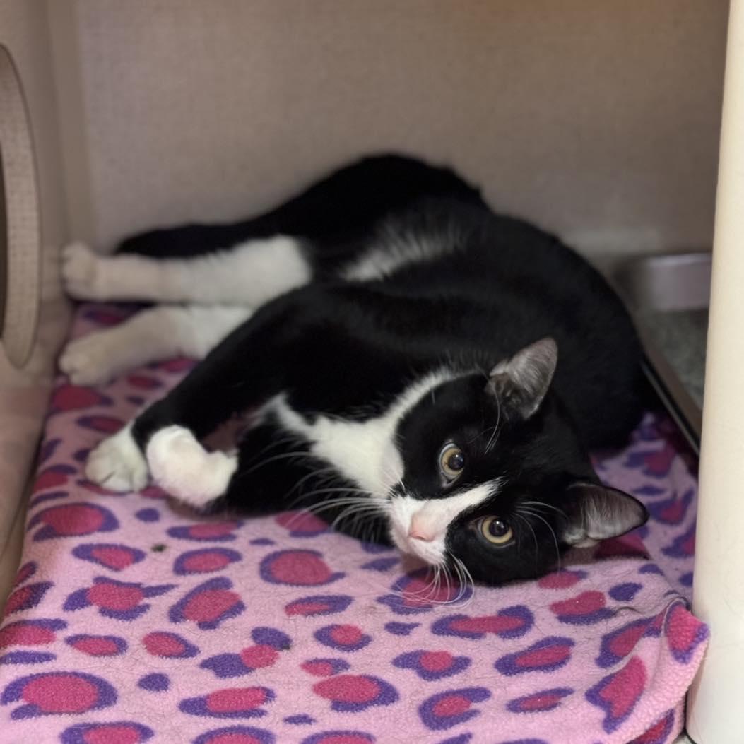 Enlarge Sylvester, a ADOPTABLE mixed breed in Fremont, MI image 2/2