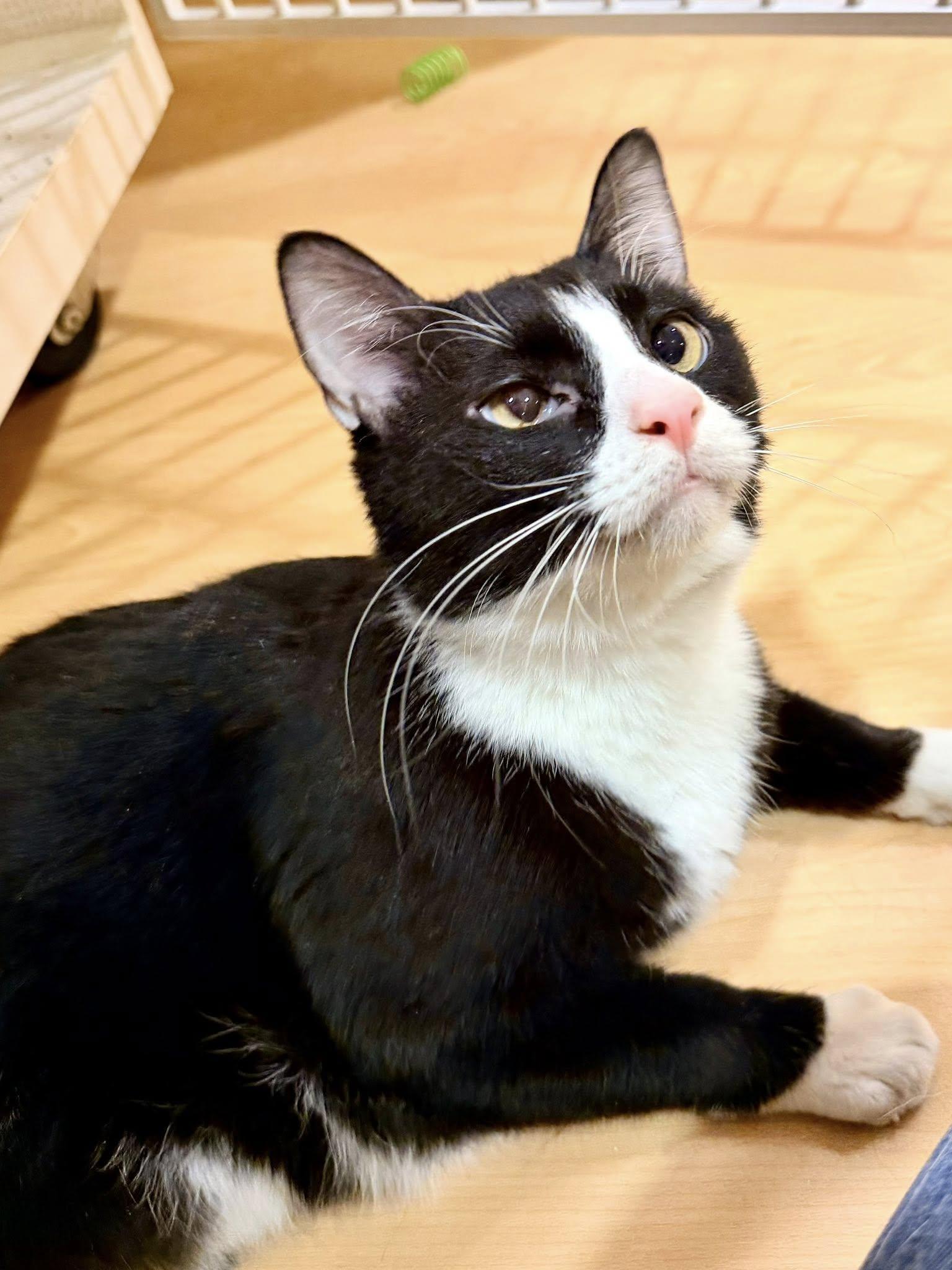 Enlarge Sylvester, a ADOPTABLE mixed breed in Fremont, MI image 5/6