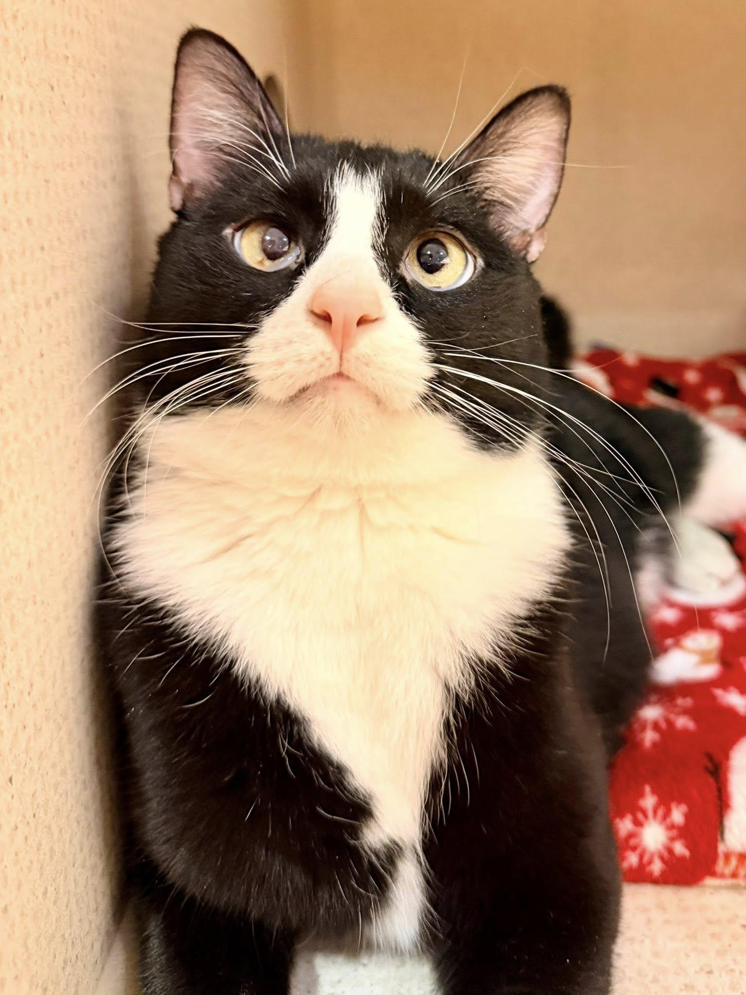 Enlarge Sylvester, a ADOPTABLE mixed breed in Fremont, MI image 3/6