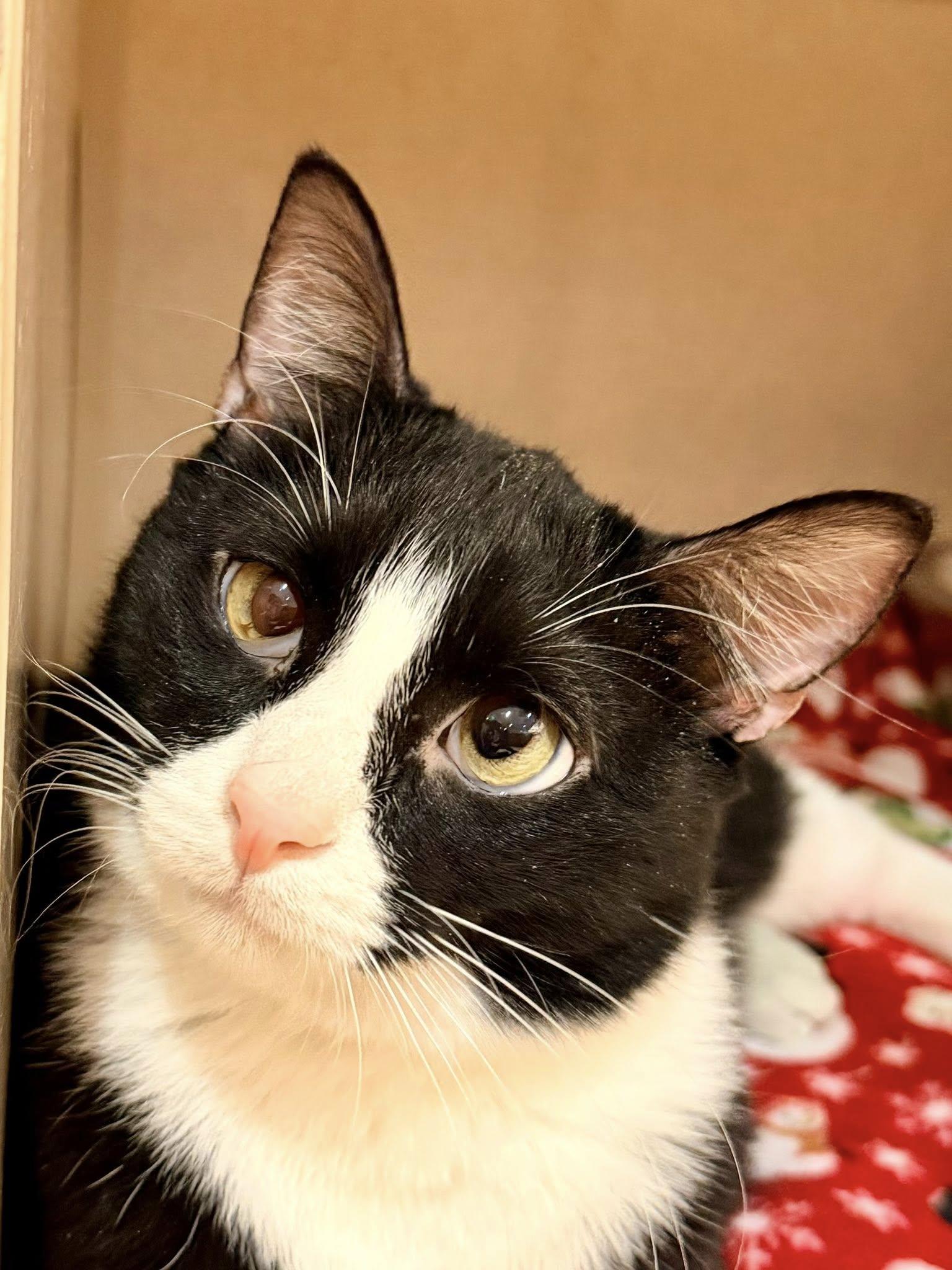 Enlarge Sylvester, a ADOPTABLE mixed breed in Fremont, MI image 4/6