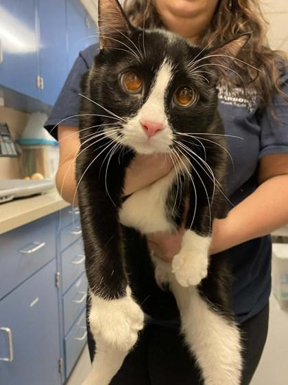 Enlarge Sylvester, a ADOPTABLE mixed breed in Fremont, MI image 1/2