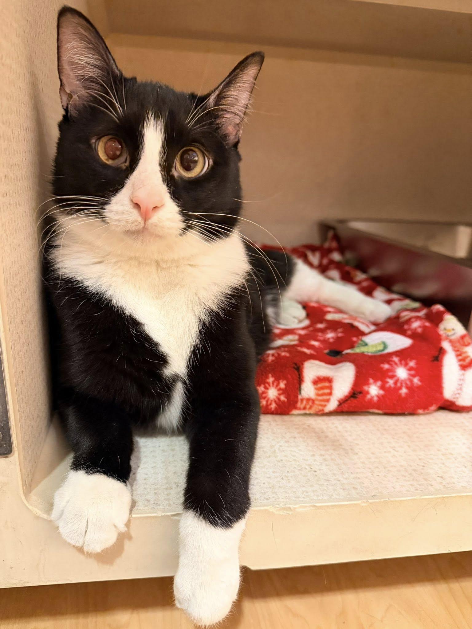 Sylvester, ADOPTABLE, Adult Male Domestic Short Hair.