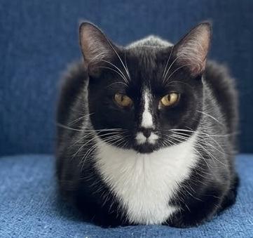 Sparrow, Adoptable, Young Male Domestic Short Hair & Domestic Short Hair.