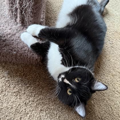 Sparrow, a Adoptable mixed breed in Elk Grove Village, IL image 1/3