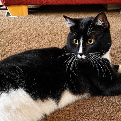 Sparrow, Adoptable, Young Male Domestic Short Hair & Domestic Short Hair.