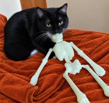 Enlarge Sparrow, a Adoptable mixed breed in Elk Grove Village, IL image 2/3
