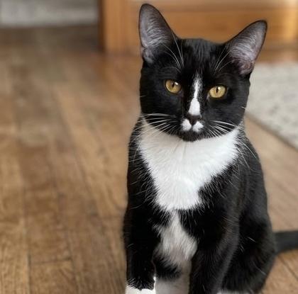 Sparrow, a Adoptable mixed breed in Elk Grove Village, IL image 2/3