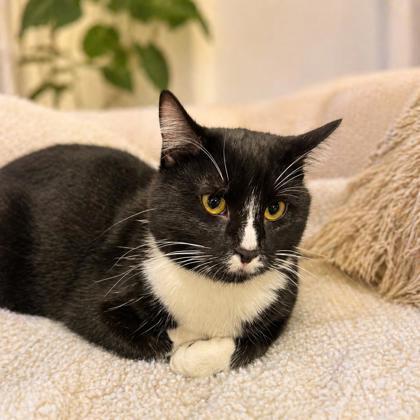 Sparrow, a Adoptable mixed breed in Elk Grove Village, IL image 2/3