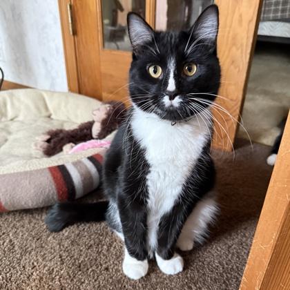 Sparrow, a Adoptable mixed breed in Elk Grove Village, IL image 2/3