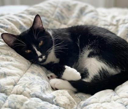 Sparrow, a Adoptable mixed breed in Elk Grove Village, IL image 3/3