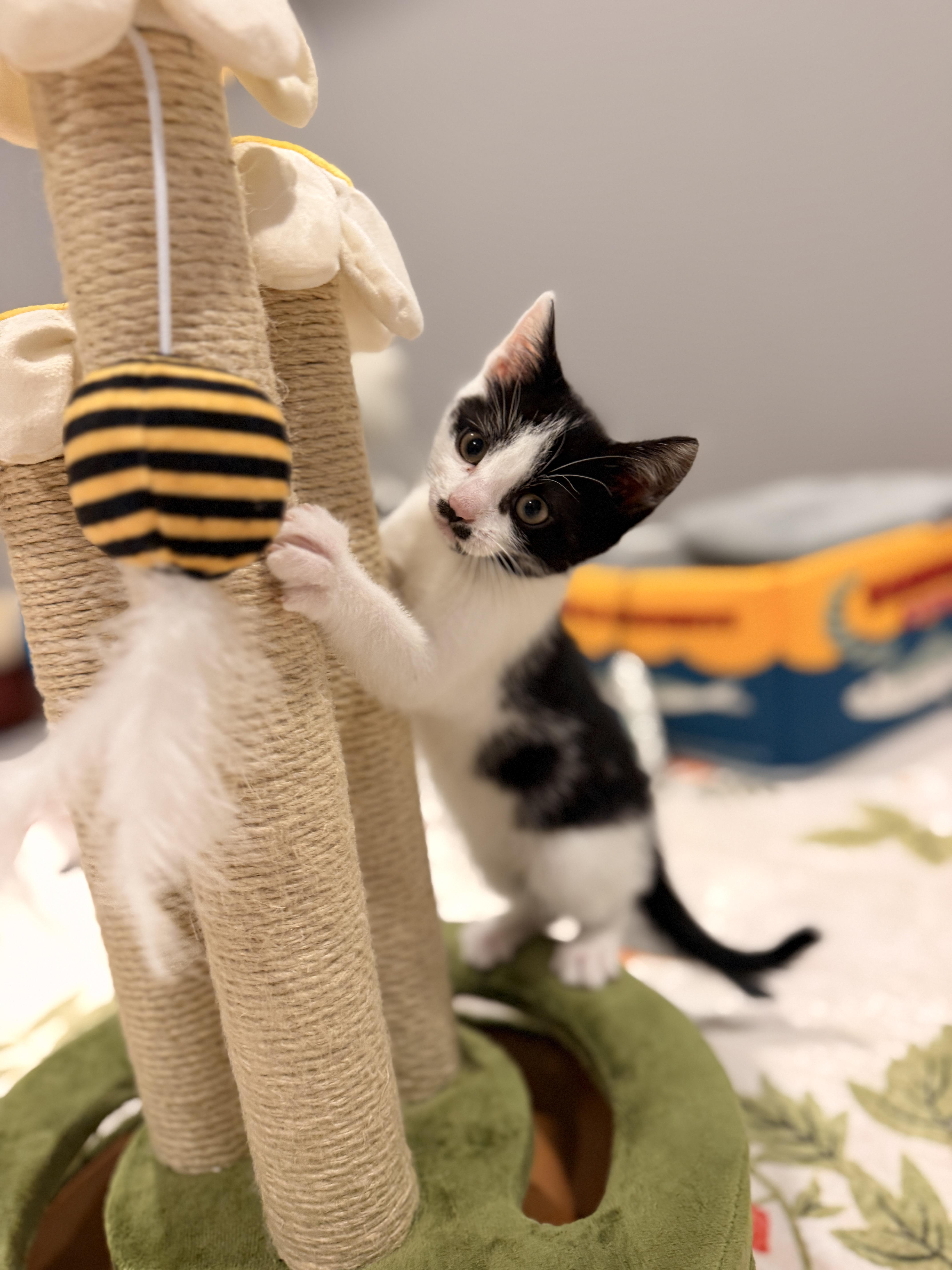 Enlarge Tux, a ADOPTABLE Domestic Short Hair in Thornwood, NY image 5/6