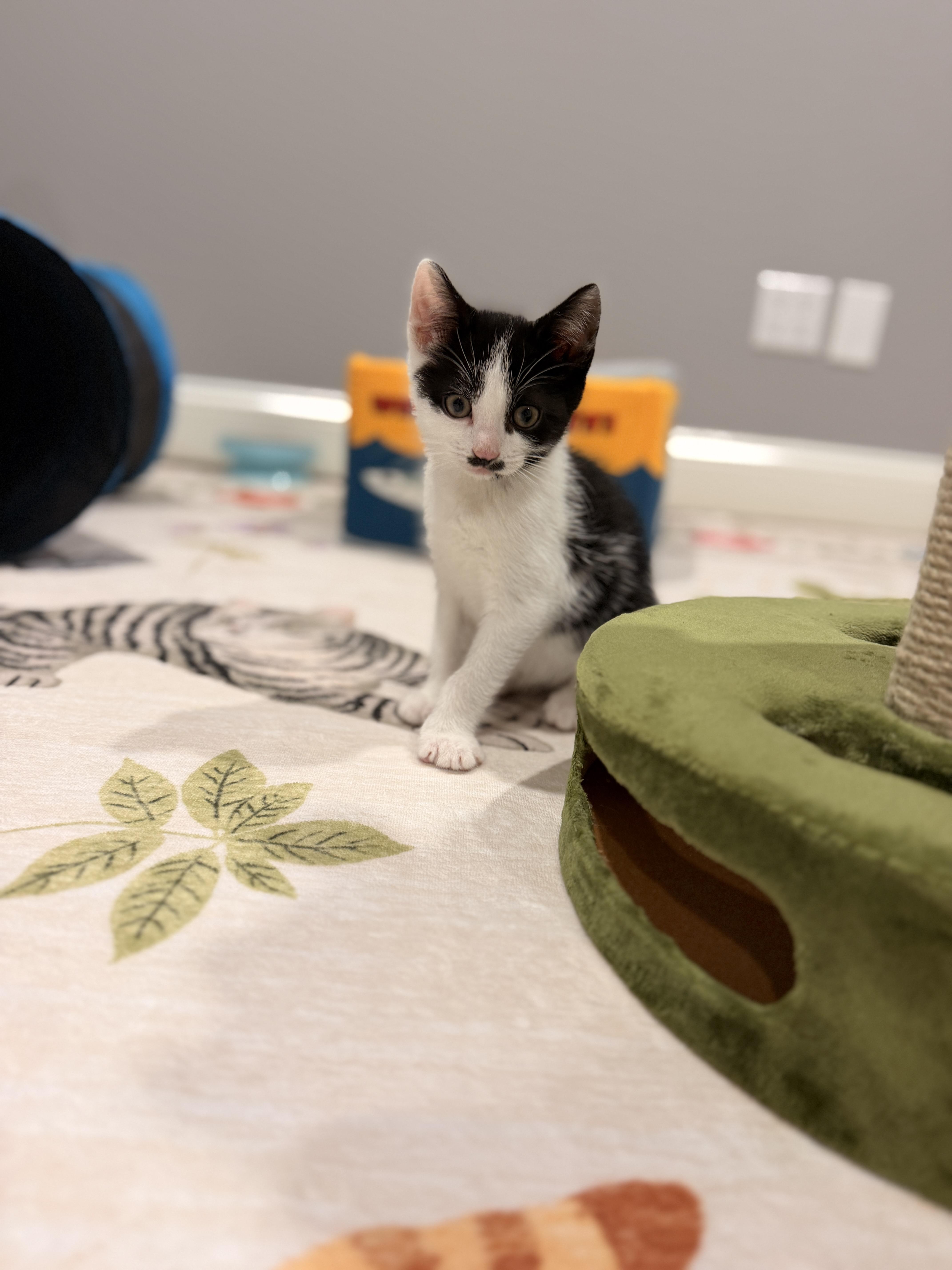 Enlarge Tux, a ADOPTABLE Domestic Short Hair in Thornwood, NY image 4/6